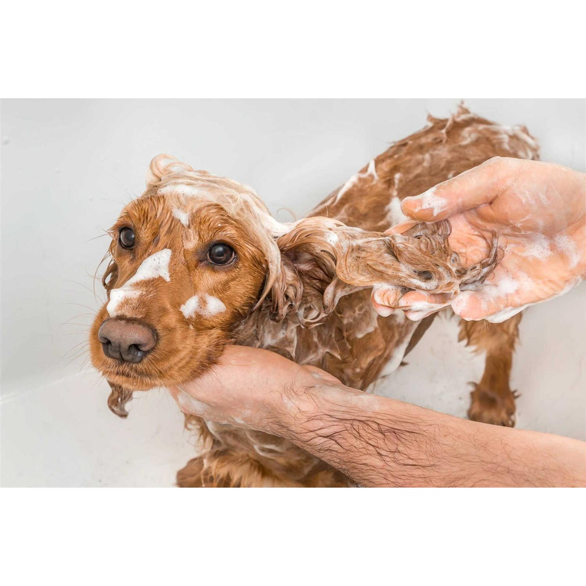 Dog Shampoo H233